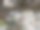 一只鸟在树枝上图片下载