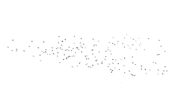 一群在飞行中的鸟孤立在白色上图片下载