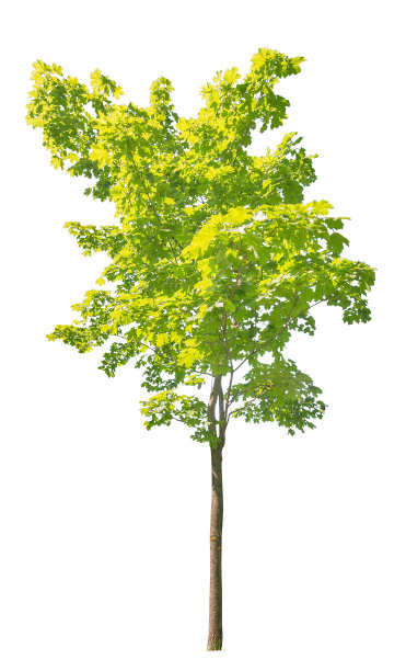 年轻茂盛的绿枫树孤立在白色图片下载