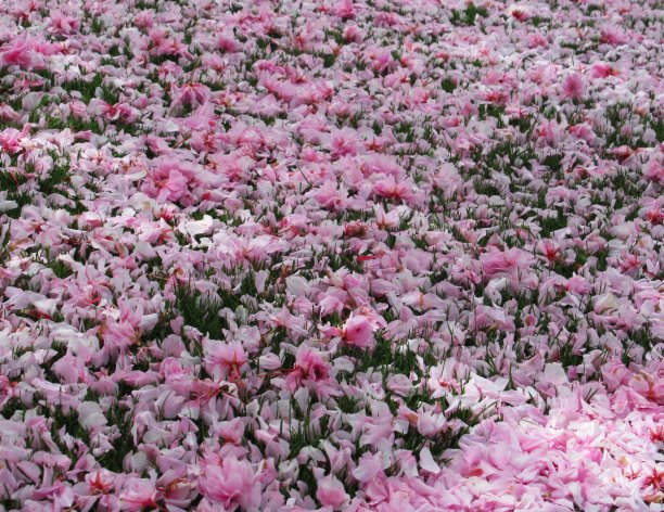 美丽明亮的八坂樱花在草地上粉红色的花瓣图片下载