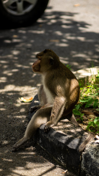 猴子坐在人行道上图片下载
