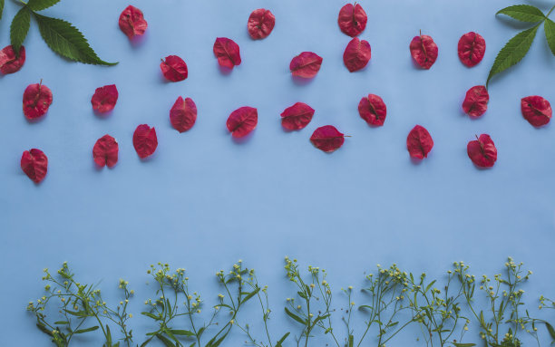 鲜花的背景图片下载