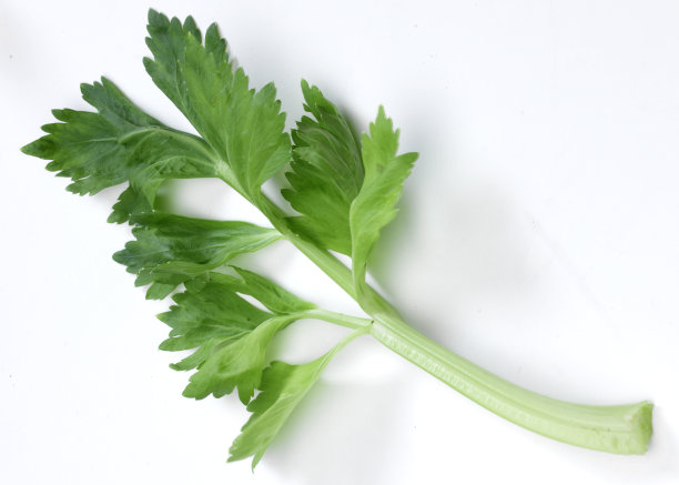芹菜叶图片下载