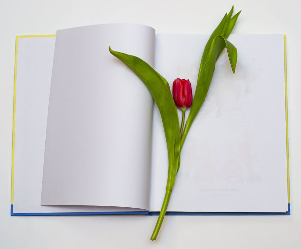 在书页上放上红色郁金香，在书页上放上文字。图片下载