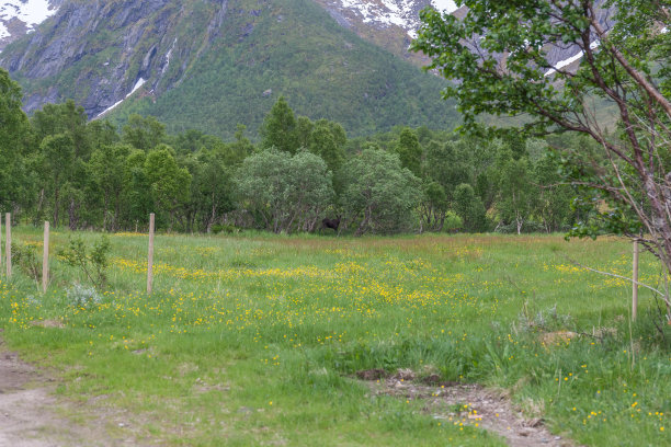 在挪威森林里散步的驼鹿。午夜时分拍摄的照片，午夜太阳。图片下载