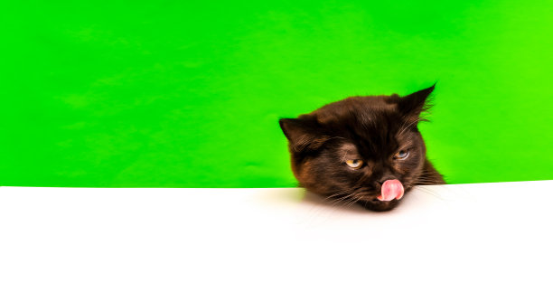 顽皮的茶色苏格兰直短毛小猫，新来的人在桌子上，她说，把美味的饭菜给我。图片下载