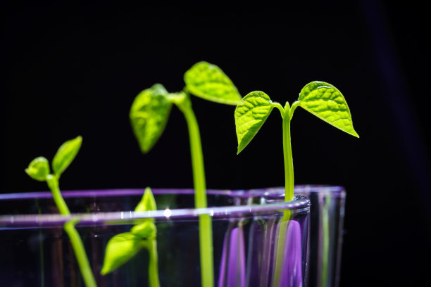 绿芽。植物播种和生长的步骤。绿色豆芽。花瓶内的绿叶植物图片下载