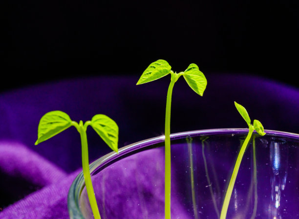 绿芽。植物播种和生长的步骤。绿色豆芽。花瓶内的绿叶植物图片下载