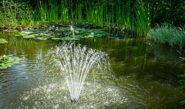 美丽的高喷泉在花园池塘。绿色的水，红色的鱼和美丽的植物围绕池塘的田园诗画。阳光明媚，绿树成荫。图片下载