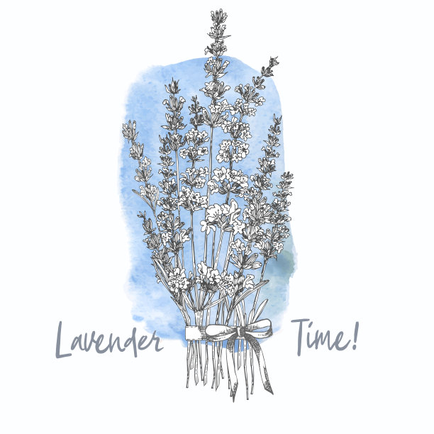一束手绘的薰衣草花和可爱的蝴蝶结孤立在白色的背景。法国普罗旺斯复古图案浪漫清新的设计理念天然薰衣草复古插画图片下载
