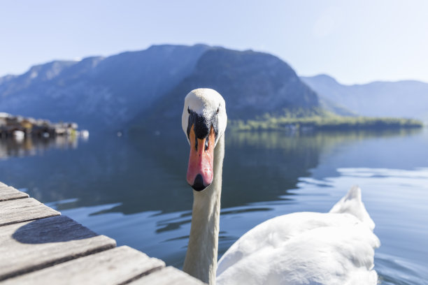 湖中的天鹅图片下载