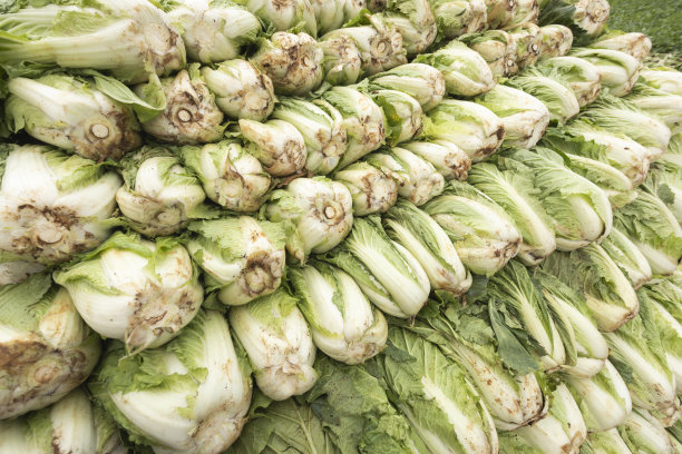 白菜图片下载
