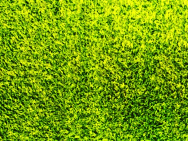 绿色模糊的抽象背景图片下载