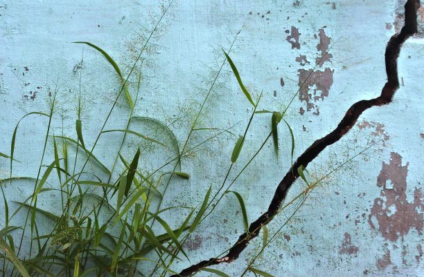 杂草映衬着破旧的墙壁图片下载