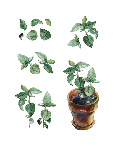 罗勒枝、叶和整株植物放在赤陶土花盆中，孤立在白色上。图片下载