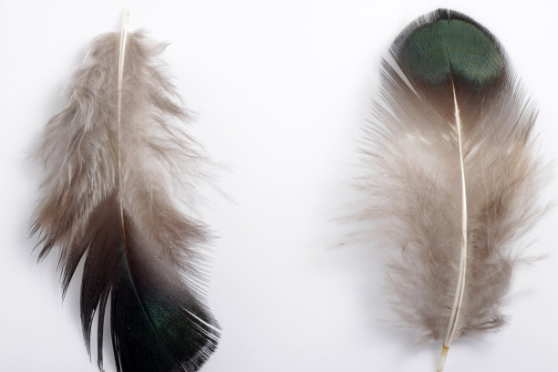 鸟的羽毛孤立在白色背景上的图片图片下载