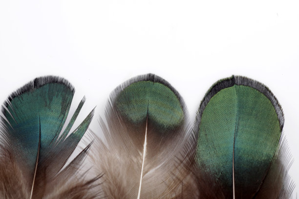 鸟的羽毛孤立在白色背景上的图片图片下载