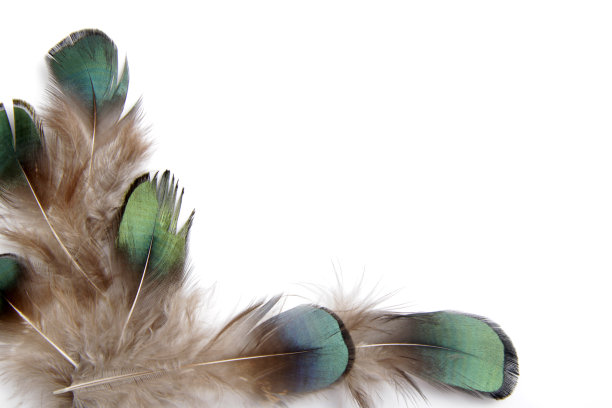 鸟的羽毛孤立在白色背景上的图片图片下载