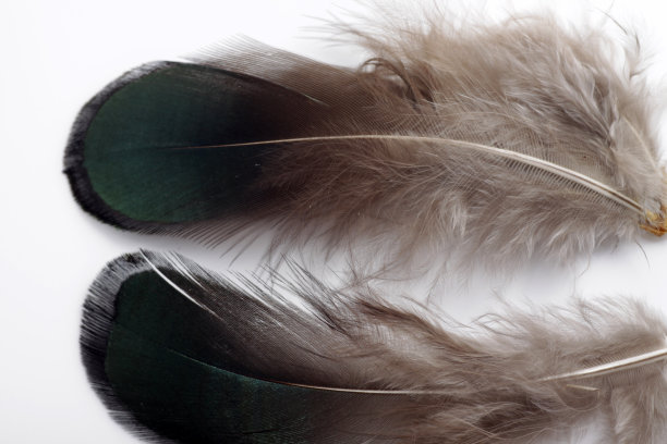 鸟的羽毛孤立在白色背景上的图片图片下载
