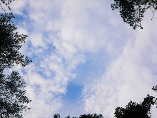 树冠对着天空。为题词的地方。底视图图片下载