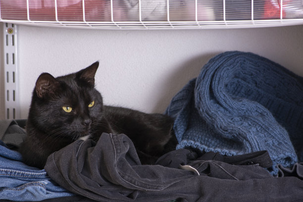 黑猫躺在衣柜里的衣服上图片下载