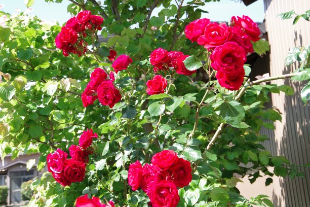 盛开的玫瑰/高贵的红色图片下载