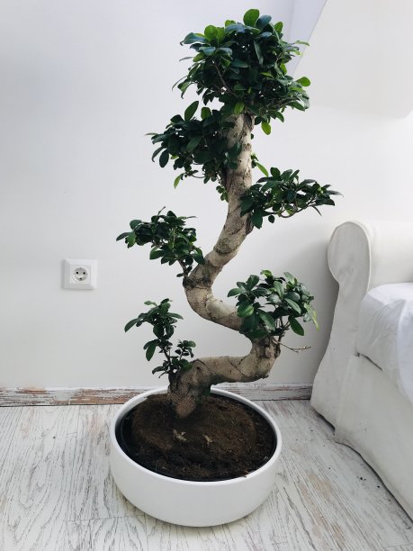 地中海房屋中的盆景树图片下载