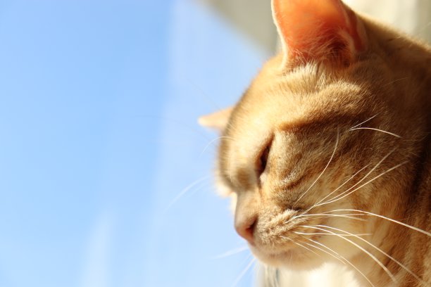 窗外的蓝天和一只可爱的猫。图片下载