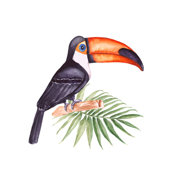 巨嘴鸟。长棕榈叶的热带鸟类。向量水彩图片下载