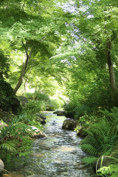带溪流的景观图片下载