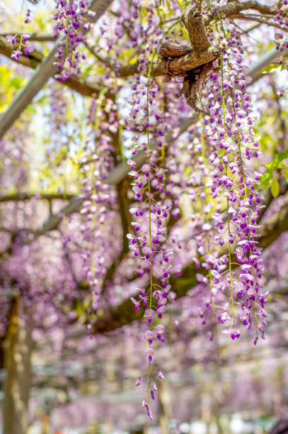 富士或紫藤图片下载