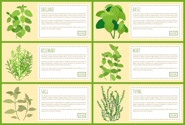 美味可食用的绿色植物在烹饪中使用图片下载