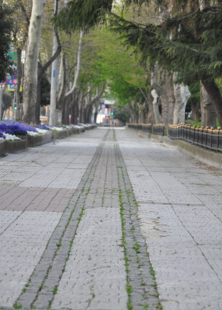 在树下经过的人行道图片下载