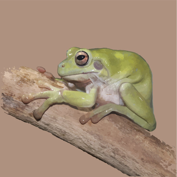 一只小癞蛤蟆坐在树枝上图片下载