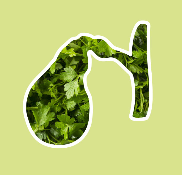 人的胆囊在欧芹中。胆囊形状的新鲜欧芹。胆囊剪影，3D渲染。新鲜的药草对胆囊有益。3 d演示。图片下载