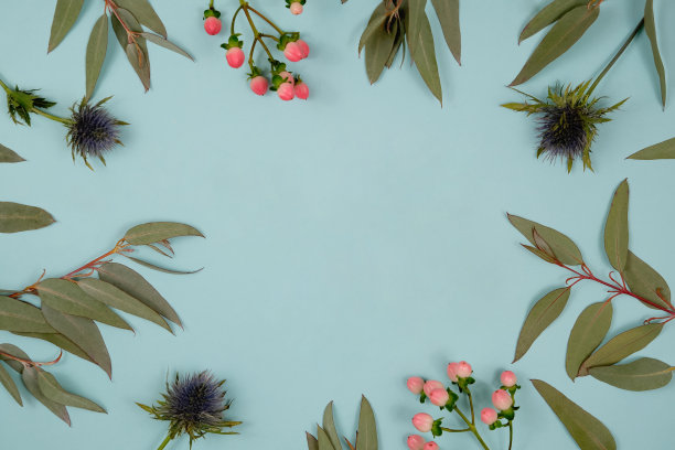 在蓝色的背景上，桉树的叶子，蓟和红色的浆果。图片下载