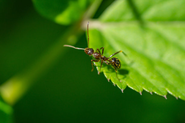 春天树叶上的木蚁图片下载