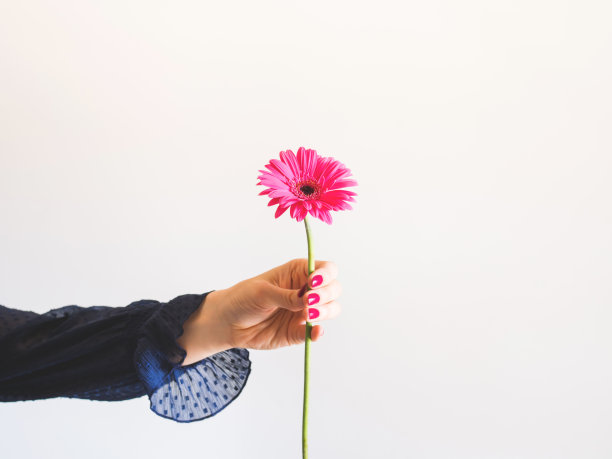 美丽的粉红色非洲菊在女性手中图片下载