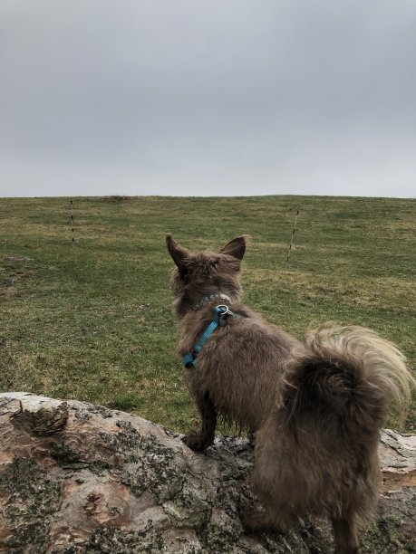 椒盐卷饼冒险图片下载