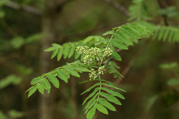 花葶分枝与花序在绿色的背景上图片下载