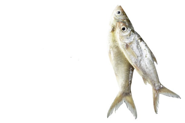 淡水鱼图片下载