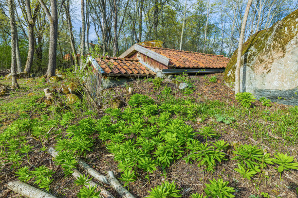 以春天森林为背景的老式地下酒窖。美丽的背景。图片下载