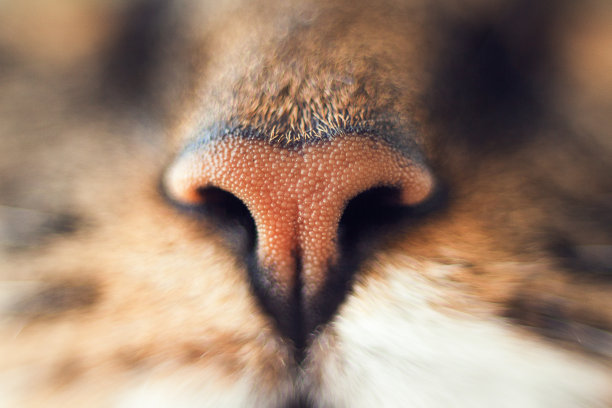 猫的鼻子，很难看起来。棕色的鼻子。猫的鼻子图片下载