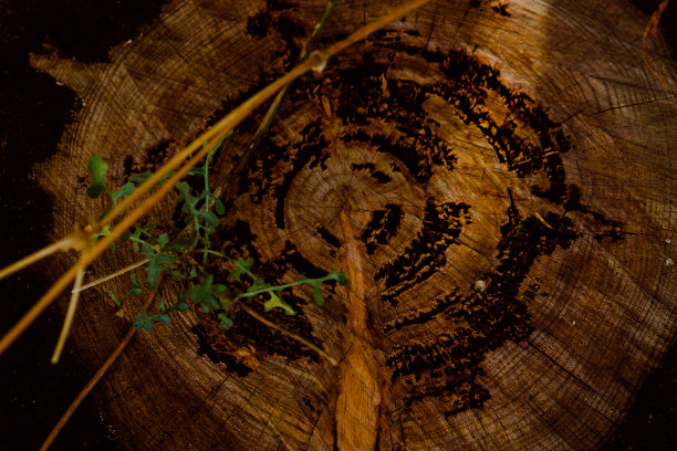 从上面看的年轮图片下载