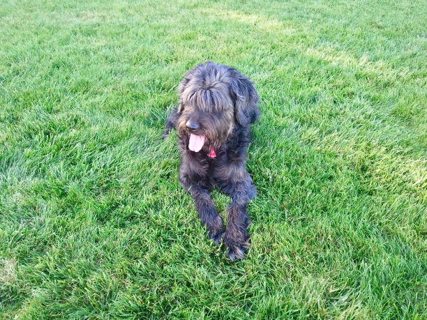 草地毯图片下载