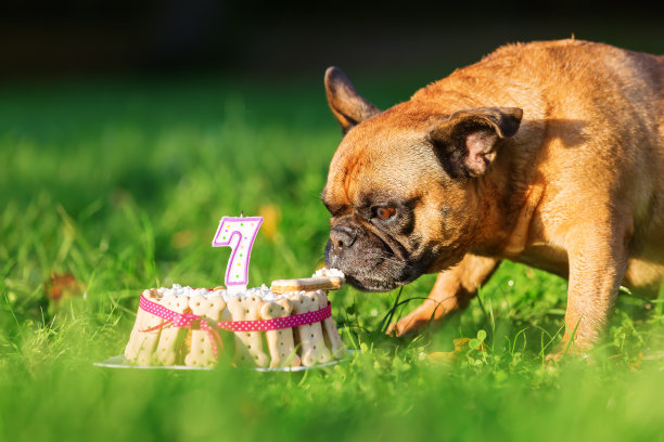 一只法国斗牛犬在吃生日蛋糕图片下载
