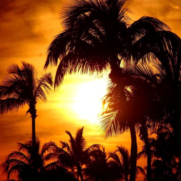 棕榈树日落图片下载