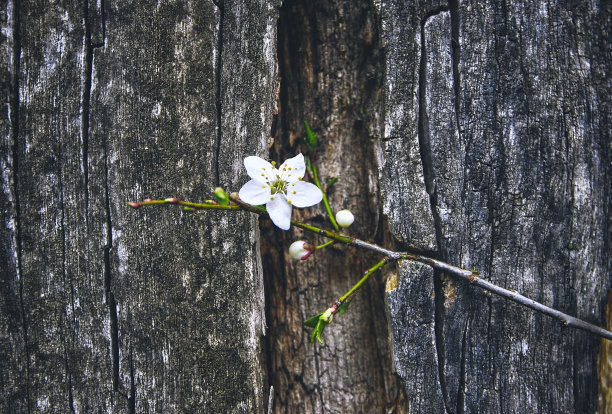 春天的花在木材的背景。图片下载