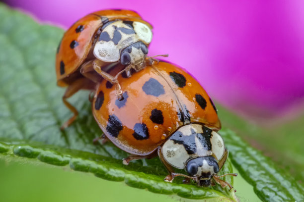 一对瓢虫在狗玫瑰的叶子上交配，一只狗玫瑰图片下载