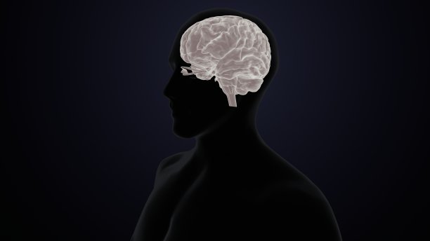 人脑交叉解剖学的三维渲染图片下载